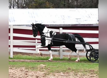 Frisones, Caballo castrado, 10 años, 163 cm, Tobiano-todas las-capas