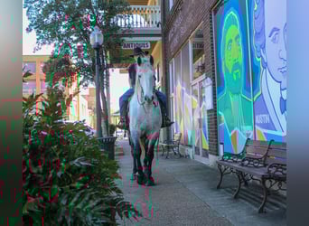 Frisones Mestizo, Caballo castrado, 10 años, 168 cm, Tordo