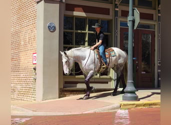 Frisones Mestizo, Caballo castrado, 10 años, 168 cm, Tordo