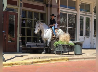 Frisones Mestizo, Caballo castrado, 10 años, 168 cm, Tordo
