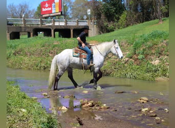 Frisones Mestizo, Caballo castrado, 10 años, 168 cm, Tordo