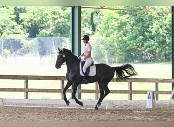 Frisones Mestizo, Caballo castrado, 10 años, 170 cm, Negro