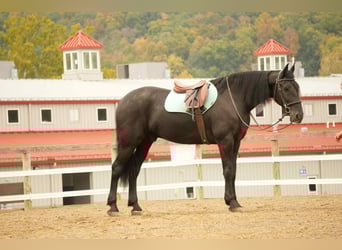Frisones Mestizo, Caballo castrado, 10 años, 170 cm, Negro