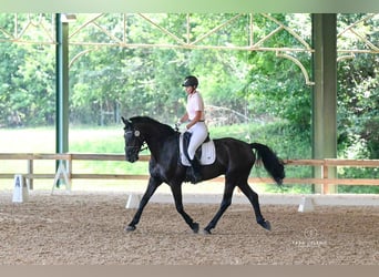 Frisones Mestizo, Caballo castrado, 10 años, 170 cm, Negro