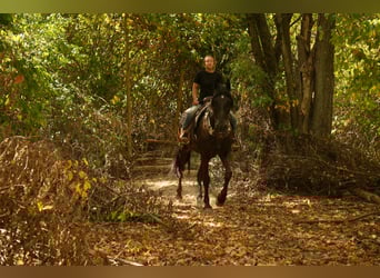 Frisones, Caballo castrado, 10 años, 170 cm, Negro