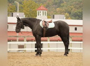Frisones Mestizo, Caballo castrado, 10 años, 170 cm, Negro