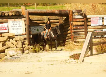 Frisones Mestizo, Caballo castrado, 10 años, 170 cm, Negro