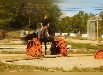 Frisones Mestizo, Caballo castrado, 10 años, 170 cm, Negro