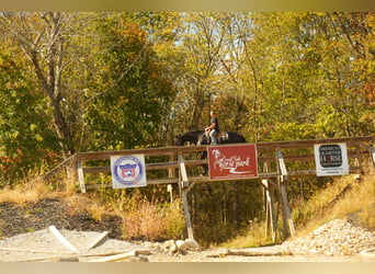 Frisones Mestizo, Caballo castrado, 10 años, 170 cm, Negro