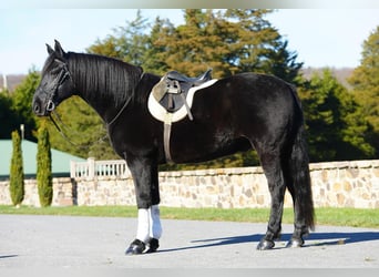 Frisones Mestizo, Caballo castrado, 10 años, Negro