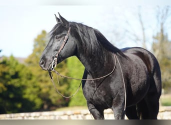 Frisones Mestizo, Caballo castrado, 10 años, Negro