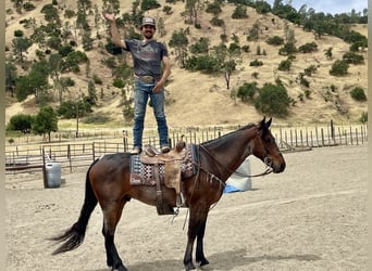 Frisones, Caballo castrado, 11 años, 152 cm, Castaño-ruano