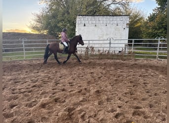 Frisones Mestizo, Caballo castrado, 11 años, 155 cm, Castaño