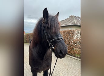 Frisones Mestizo, Caballo castrado, 11 años, 160 cm, Negro