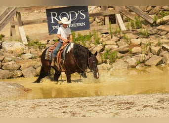 Frisones Mestizo, Caballo castrado, 11 años, 160 cm, Pío