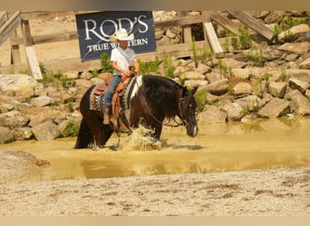 Frisones Mestizo, Caballo castrado, 11 años, 160 cm, Pío
