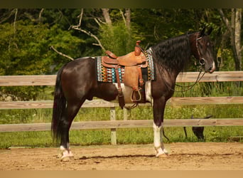 Frisones Mestizo, Caballo castrado, 11 años, 160 cm, Pío