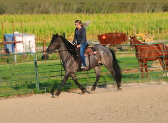 Frisones Mestizo, Caballo castrado, 11 años, 160 cm, Ruano azulado