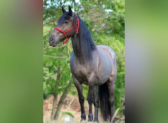 Frisones Mestizo, Caballo castrado, 11 años, 160 cm, Ruano azulado