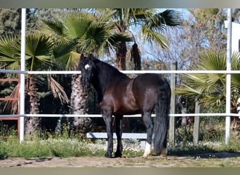 Frisones Mestizo, Caballo castrado, 11 años, 161 cm, Negro