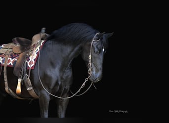 Frisones Mestizo, Caballo castrado, 11 años, 165 cm, Negro