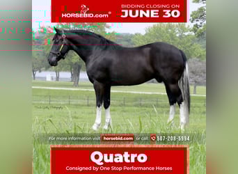 Frisones Mestizo, Caballo castrado, 11 años, 165 cm, Negro