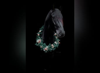 Frisones, Caballo castrado, 11 años, 167 cm, Negro