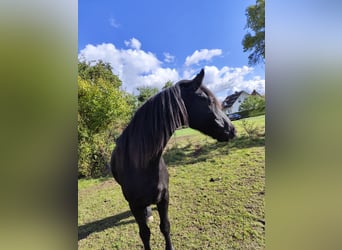 Frisones Mestizo, Caballo castrado, 11 años, 167 cm, Negro