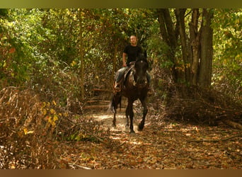 Frisones, Caballo castrado, 11 años, 170 cm, Negro