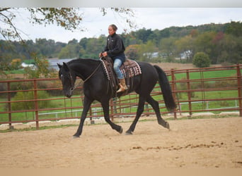 Frisones, Caballo castrado, 11 años, 170 cm, Negro