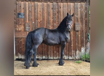 Frisones, Caballo castrado, 11 años, Negro