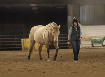 Frisones Mestizo, Caballo castrado, 12 años, 152 cm, Champán