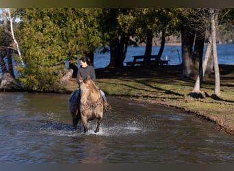 Frisones Mestizo, Caballo castrado, 12 años, 152 cm, Champán