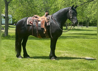 Frisones, Caballo castrado, 12 años, 160 cm, Negro