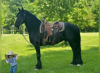 Frisones, Caballo castrado, 12 años, 160 cm, Negro