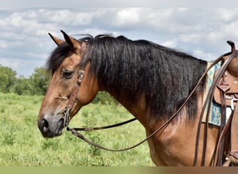 Frisones Mestizo, Caballo castrado, 12 años, 163 cm, Castaño rojizo