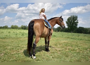 Frisones Mestizo, Caballo castrado, 12 años, 163 cm, Castaño rojizo