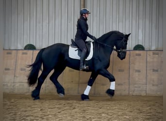 Frisones, Caballo castrado, 12 años, 165 cm, Negro
