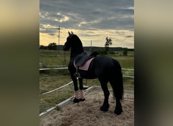 Frisones, Caballo castrado, 12 años, 165 cm, Negro