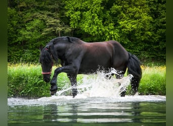 Frisones, Caballo castrado, 12 años, 165 cm, Negro