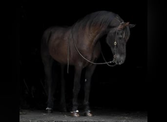 Frisones Mestizo, Caballo castrado, 12 años, 173 cm, Negro