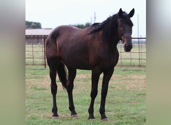 Frisones, Caballo castrado, 12 años, 173 cm, Negro