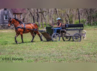 Frisones, Caballo castrado, 12 años, Castaño rojizo