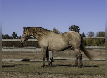 Frisones Mestizo, Caballo castrado, 13 años, 152 cm, Champán