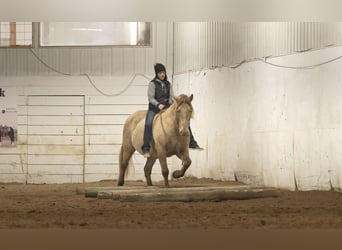 Frisones Mestizo, Caballo castrado, 13 años, 152 cm, Champán