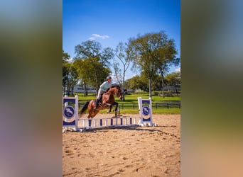 Frisones Mestizo, Caballo castrado, 13 años, 160 cm, Castaño-ruano