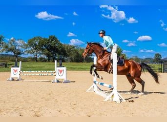 Frisones Mestizo, Caballo castrado, 13 años, 160 cm, Castaño-ruano