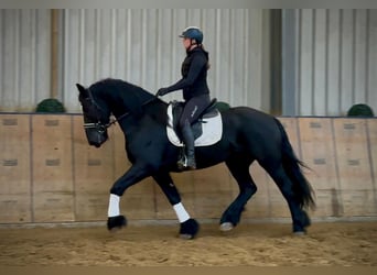 Frisones, Caballo castrado, 13 años, 165 cm