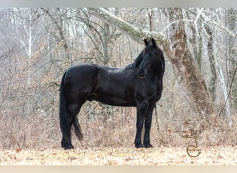 Frisones, Caballo castrado, 13 años, Castaño