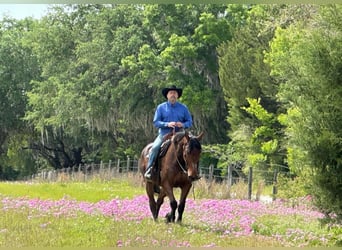 Frisones, Caballo castrado, 13 años, Castaño oscuro